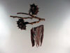 Obisidian Windchimes Spiderclaw Eucalyptus